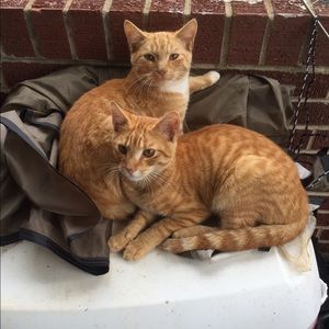 Meet your Posher, Sherrie