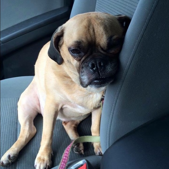 FOUND! DISO Punkin Chunkin - Picture 2 of 4