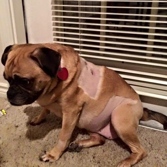 FOUND! DISO Punkin Chunkin - Picture 3 of 4