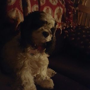 Meet your Posher, Lorie