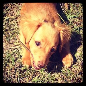 Meet your Posher, Lauren