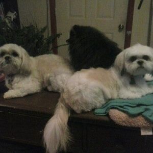 Meet your Posher, Kim