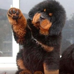 Meet your Posher, Keke