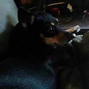 Meet your Posher, Joy