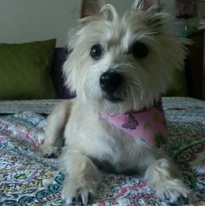 Meet your Posher, Janice