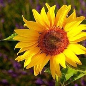 Meet your Posher, Daisy