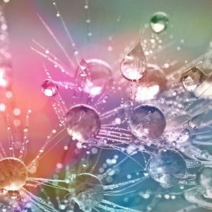 Meet your Posher, Terra