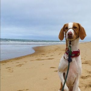 Meet your Posher, Lizzie