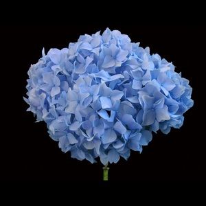 Meet your Posher, Arlys