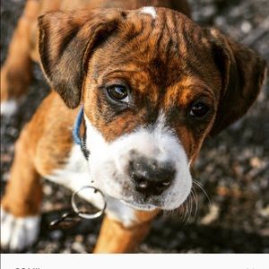 Meet your Posher, Dusty