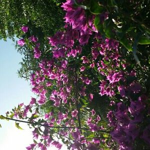 Meet your Posher, Celeste