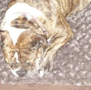 Meet your Posher, Heidi