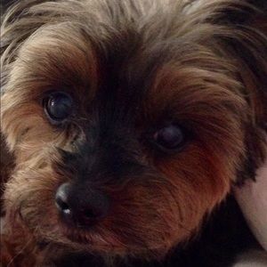 Meet your Posher, Dawn