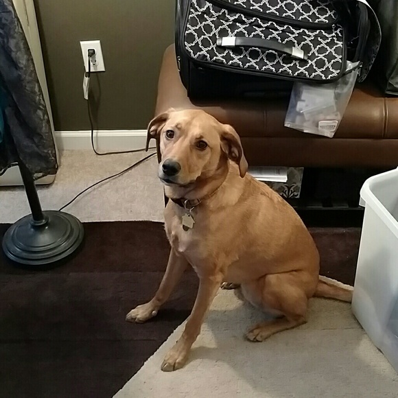 Lace dress w Turquoise sash pup not an accessory