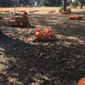 Meet your Posher, Tara