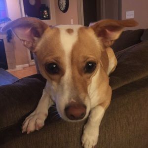 Meet your Posher, Turd