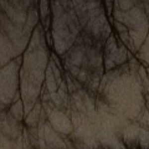 Meet your Posher, Lily