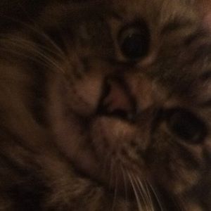 Meet your Posher, Jessie