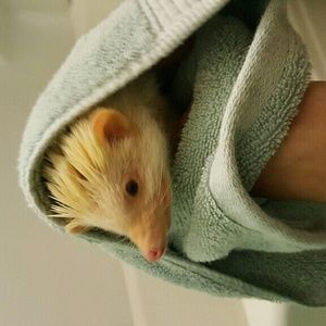 Meet your Posher, Jordan