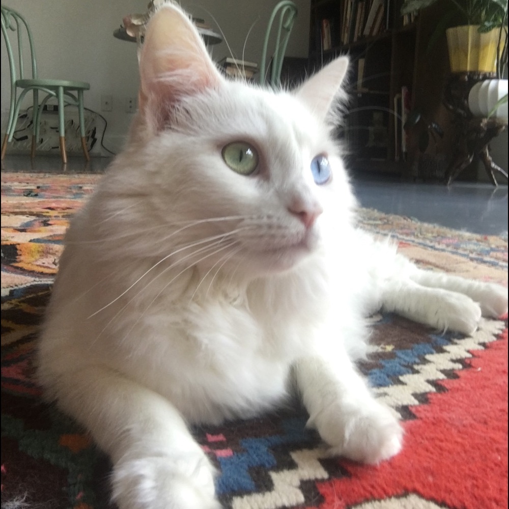 Meet your Posher, Maral