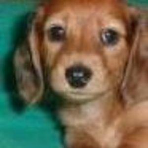 Meet your Posher, Joy