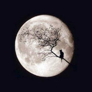 Meet your Posher, Kaththea