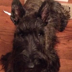 Meet your Posher, Bobbi