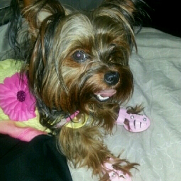 Ms Tiffinee Magnolia - Picture 3 of 4