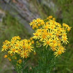 Meet your Posher, Bernie