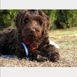 Meet your Posher, Kori