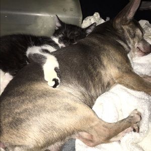 Meet your Posher, Devona