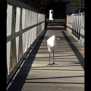 Meet your Posher, Amber