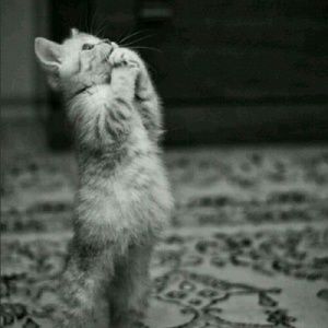 Meet your Posher, Teresa