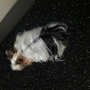 Meet your Posher, Natalie