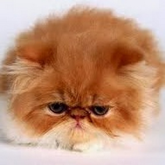 Meet your Posher, Sophia