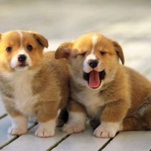 Meet your Posher, Whatit