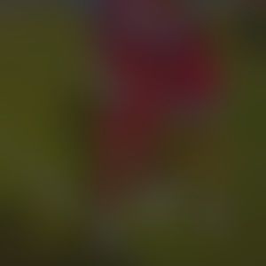 Meet your Posher, Meghan