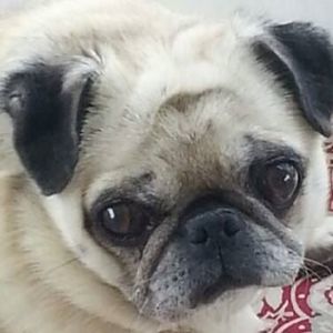 Meet your Posher, Nancy