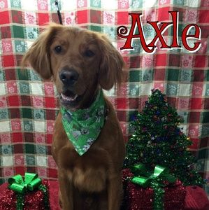 Meet your Posher, Pauline