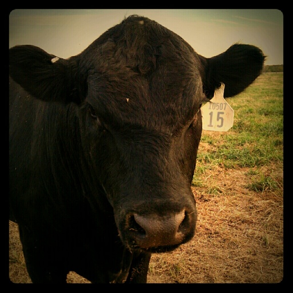 Meet your Posher, Jaime - Picture 1 of 1