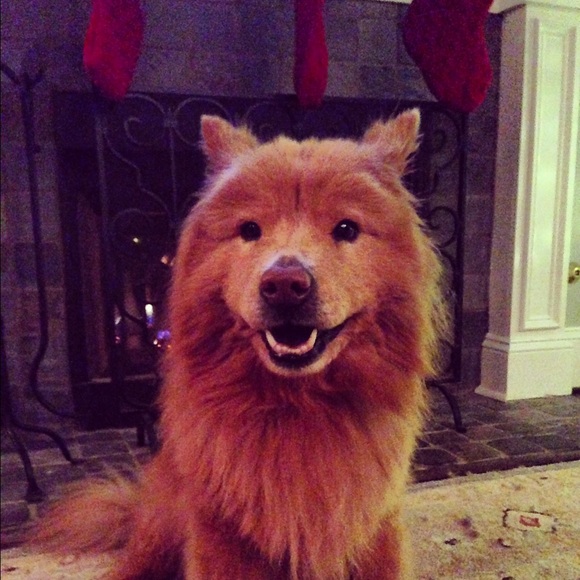 Meet your Posher, Katie - Picture 3 of 4