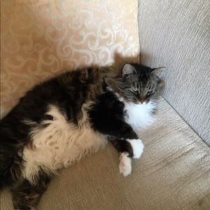 Meet your Posher, Scarlett