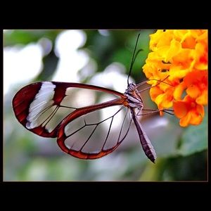 Meet your Posher, Romi