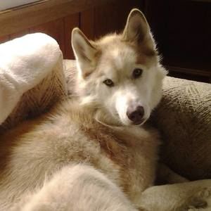 Meet your Posher, Shawnie