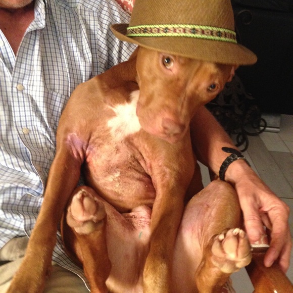 Meet your Posher, Stephanie - Picture 3 of 4