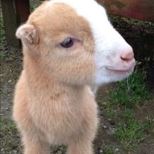 Meet your Posher, Sam