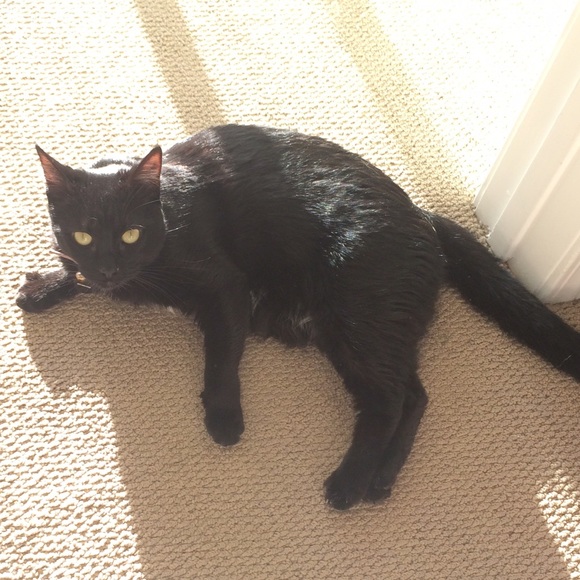 Meet your Posher, Amanda - Picture 1 of 1