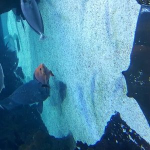 Meet your Posher, Jobie