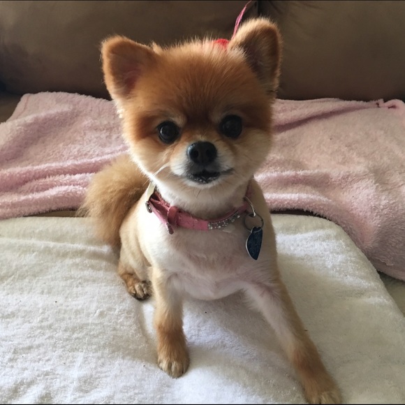 Meet your Posher, Michelle - Picture 1 of 1