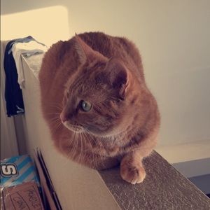 Meet your Posher, Jordan